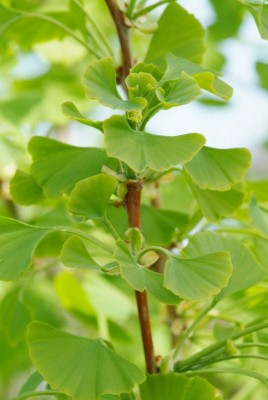 2222-Ginkgo.jpg