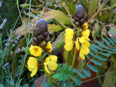Senna- cassia.JPG