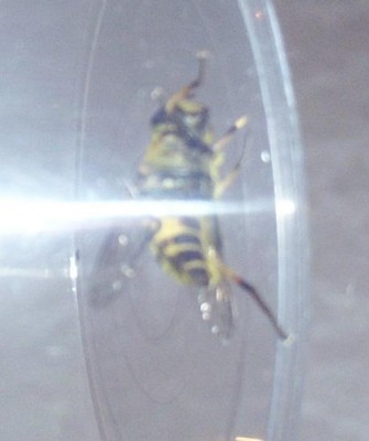 2010-09-22 - Garten 007.jpg