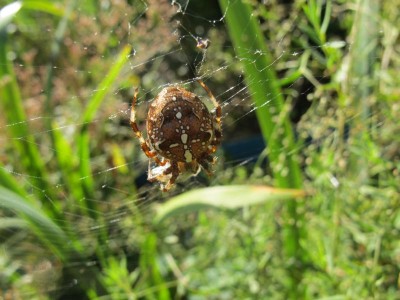 Spinne.JPG