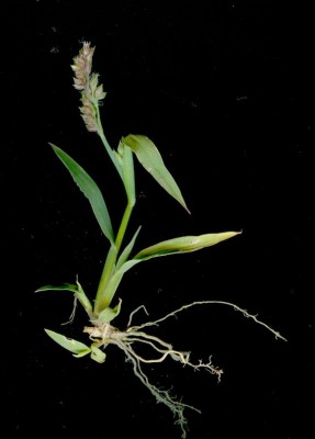 carex-pendula0001.jpg