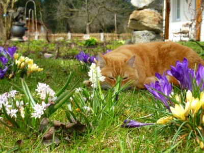 Gina_Crocus_Puschkinnia_Scilla.jpg