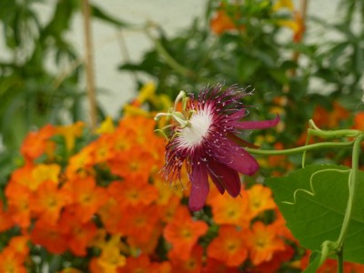 Lady_Margret_Passiflora1.jpg