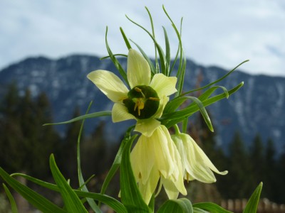 Fritillaria_raddeana_Raupe1.jpg