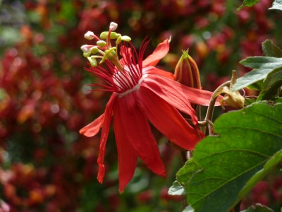 Passiflora_coccinea_Robert_h__ck1.jpg