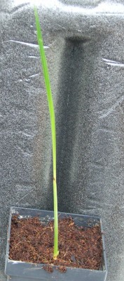 Pseudophoenix vinifera von itschi.jpg