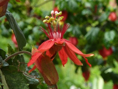Passiflora coccinea abutilon1.jpg