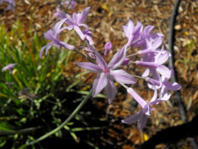 DSCF0036.JPG