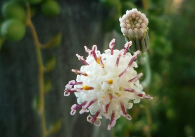 Blüte Erbsen am Bande.JPG