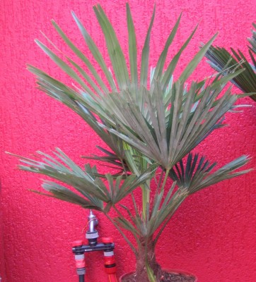 20090818_0001.JPG