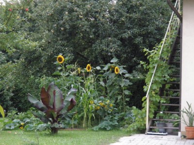 sonnenblume-gemuesegarten.jpg