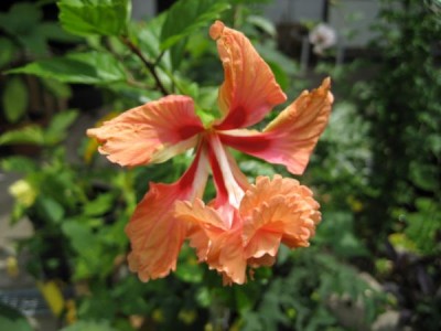 Hibi El Capitolio Sport.JPG