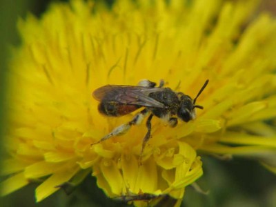 Andrena-labiata--Girtled-mining-bee--Gegürtelte-Sandbiene-am-Löwenzahn.JPG