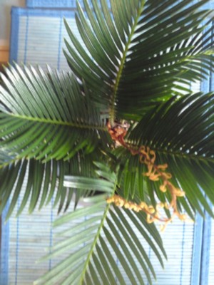 cycas3.jpg