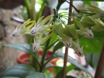 H.Multiflora.JPG