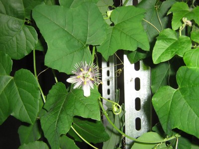 Passiflora morifolia.JPG