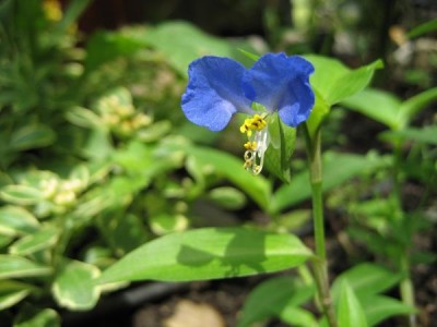 Bodendecker blau.JPG