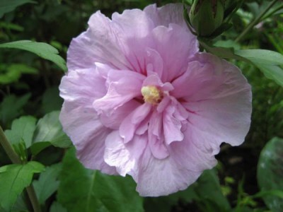 Hibi Lavender Chiffon.JPG