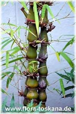 bambusa_tuldoides_-_dia.jpg