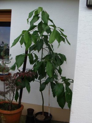 Meine Bilder 1286a.jpg