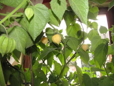 Physalis-Früchte.jpg