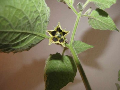 Physalis-Blüte.jpg