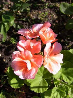 Rosa 1.jpg