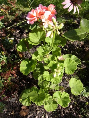 Rosa 2.jpg