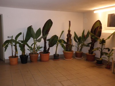 bananen-garage.jpg