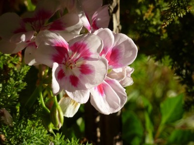 Pelargonium.jpg
