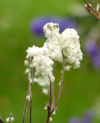 Anemone hupehensis.png