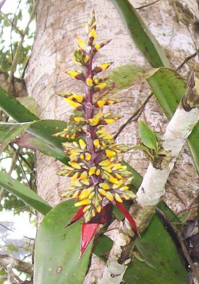 3. Unbekannte Bromeliacea A2.jpg