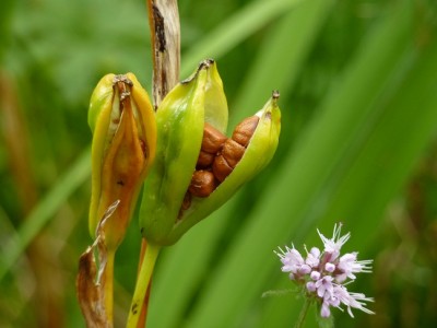 Iris pseudacorus.jpg
