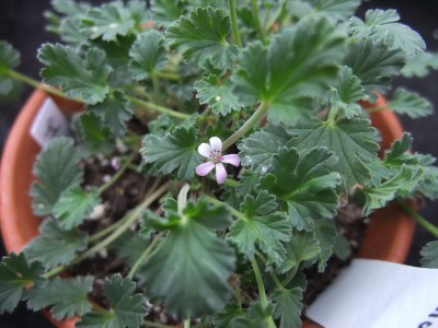 DSCF3517.JPG