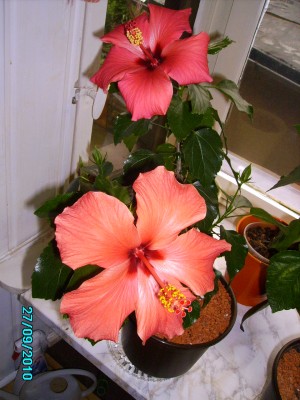 Hibiskus 003.jpg