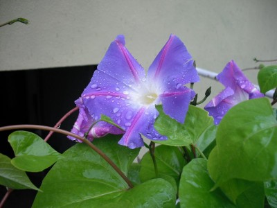 Prunkwinde im Regen.JPG