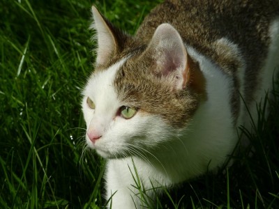 Baghira schleicht.jpg