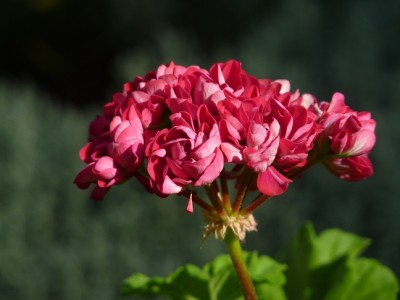 Pelargonium rosenknospig.jpg