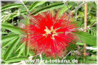 calliandra_tweedii_1_-_digi.jpg