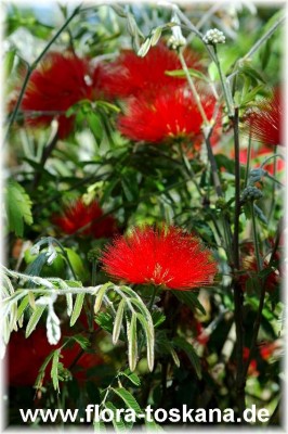 calliandra_tweedii_4_-_150405.jpg