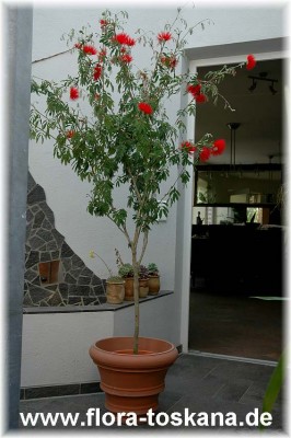 calliandra_tweedii_9_-_150407.jpg
