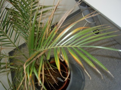 DSCI0283kl.JPG