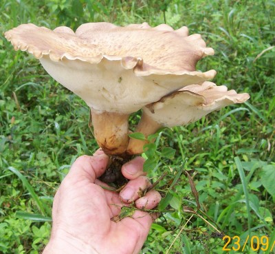 1. Pilz von Ecuador F.jpg