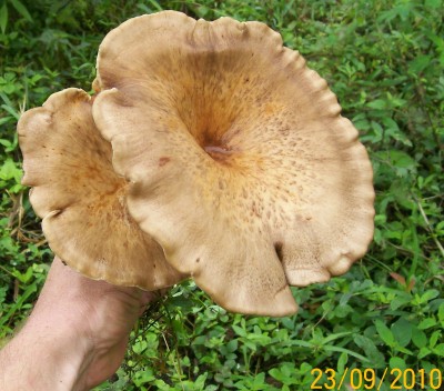 1. Pilz von Ecuador E.jpg
