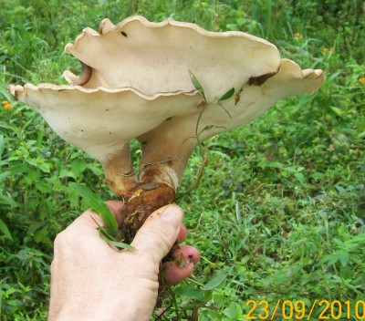 1. Pilz von Ecuador D.jpg