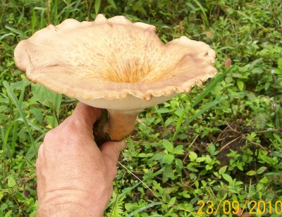 1. Pilz von Ecuador C.jpg