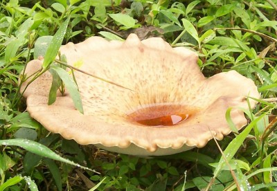 1. Pilz von Ecuador B.jpg
