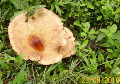 1. Pilz von Ecuador A.jpg