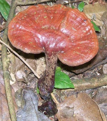 2. Pilz von Ecuador A2.jpg