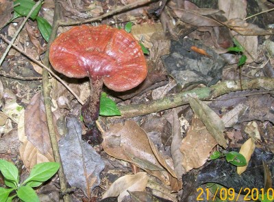 2. Pilz von Ecuador A1.jpg